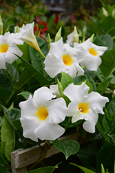 Madinia White Mandevilla (Mandevilla 'Madinia White') at Wiethop Greenhouses