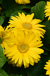 Floriline Midi Yellow Gerbera Daisy (Gerbera 'Midi Yellow') at Wiethop Greenhouses