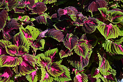 Kong Red Coleus (Solenostemon scutellarioides 'Kong Red') at Wiethop Greenhouses