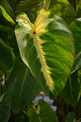 Royal Hawaiian Maui Sunrise Elephant Ear (Colocasia esculenta 'Maui Sunrise') at Wiethop Greenhouses