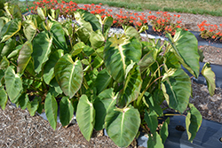 Royal Hawaiian Maui Sunrise Elephant Ear (Colocasia esculenta 'Maui Sunrise') at Wiethop Greenhouses