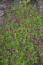 Vibe Ignition Fuchsia Sage (Salvia x jamensis 'Ignition Fuchsia') at Wiethop Greenhouses