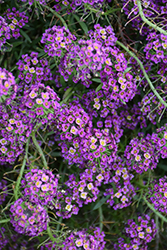 Stream Purple Sweet Alyssum (Lobularia maritima 'Stream Purple') at Wiethop Greenhouses