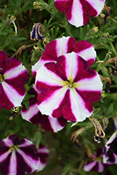 Amore Fluttering Heart Petunia (Petunia 'Amore Fluttering Heart') at Wiethop Greenhouses
