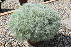 Makana Silver Artemisia (Artemisia mauiensis 'TNARTMS') at Wiethop Greenhouses
