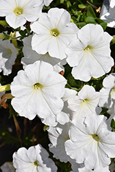 Easy Wave White Petunia (Petunia 'Easy Wave White') at Wiethop Greenhouses