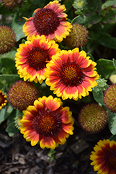 Barbican Yellow Red Ring Blanket Flower (Gaillardia aristata 'Barbican Yellow Red Ring') at Wiethop Greenhouses