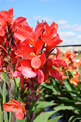 Cannova Red Shades Canna (Canna 'Cannova Red Shades') at Wiethop Greenhouses