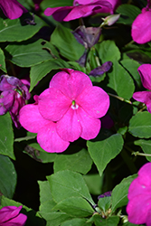 Beacon Violet Shades Impatiens (Impatiens walleriana 'PAS1357834') at Wiethop Greenhouses
