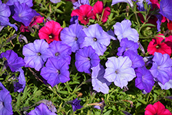 Easy Wave Lavender Sky Blue Petunia (Petunia 'Easy Wave Lavender Sky Blue') at Wiethop Greenhouses