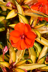 SunPatiens Vigorous Tropical Orange New Guinea Impatiens (Impatiens 'SAKIMP055') at Wiethop Greenhouses