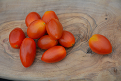 Jelly Bean Tomato (Solanum lycopersicum 'Jelly Bean') at Wiethop Greenhouses