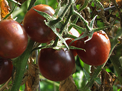 Black Cherry Tomato (Solanum lycopersicum 'Black Cherry') at Wiethop Greenhouses