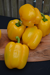 Golden Summer Sweet Pepper (Capsicum annuum 'Golden Summer') at Wiethop Greenhouses