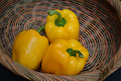Yellow Bell Pepper (Capsicum annuum 'Yellow Bell') at Wiethop Greenhouses