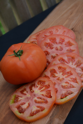 Supersteak Tomato (Solanum lycopersicum 'Supersteak') at Wiethop Greenhouses