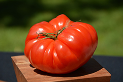 German Johnson Tomato (Solanum lycopersicum 'German Johnson') at Wiethop Greenhouses