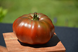 Black Krim Tomato (Solanum lycopersicum 'Black Krim') at Wiethop Greenhouses