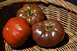 Cherokee Purple Tomato (Solanum lycopersicum 'Cherokee Purple') at Wiethop Greenhouses