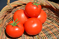 Celebrity Tomato (Solanum lycopersicum 'Celebrity') at Wiethop Greenhouses