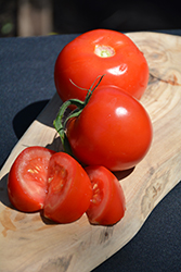 Arkansas Traveler Tomato (Solanum lycopersicum 'Arkansas Traveler') at Wiethop Greenhouses