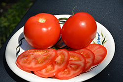 Burpee's Big Boy Tomato (Solanum lycopersicum 'Burpee's Big Boy') at Wiethop Greenhouses