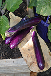 Millionaire Eggplant (Solanum melongena 'Millionaire') at Wiethop Greenhouses