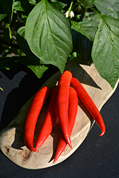 Super Chili Pepper (Capsicum annuum 'Super Chili') at Wiethop Greenhouses