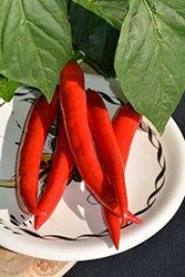 Garden Salsa Hot Pepper (Capsicum annuum 'Garden Salsa') at Wiethop Greenhouses