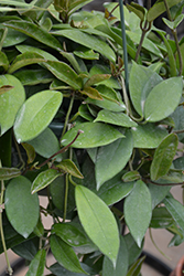 Wax Plant (Hoya bilobata) at Wiethop Greenhouses