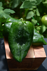 Poblano Pepper (Capsicum annuum 'Poblano') at Wiethop Greenhouses