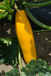 Gold Rush Zucchini (Cucurbita pepo var. cylindrica 'Gold Rush') at Wiethop Greenhouses