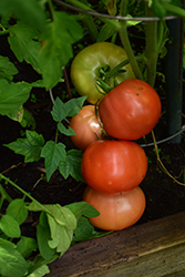 Big Beef Tomato (Solanum lycopersicum 'Big Beef') at Wiethop Greenhouses