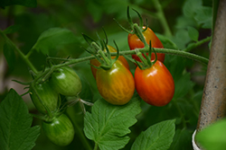 Sweet Million Tomato (Solanum lycopersicum 'Sweet Million') at Wiethop Greenhouses