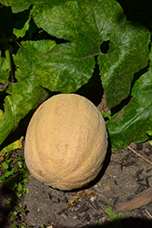Cantaloupe Melon (Cucumis melo var. cantalupensis) at Wiethop Greenhouses