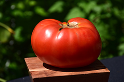 Brandywine Red Tomato (Solanum lycopersicum 'Brandywine Red') at Wiethop Greenhouses
