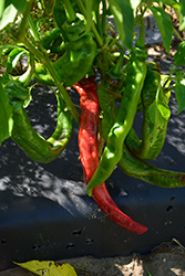 Long Thin Cayenne Pepper (Capsicum annuum 'Long Thin Cayenne') at Wiethop Greenhouses
