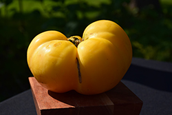 Great White Tomato (Solanum lycopersicum 'Great White') at Wiethop Greenhouses