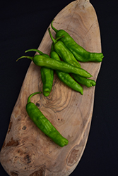 Shishito Pepper (Capsicum annuum 'Shishito') at Wiethop Greenhouses