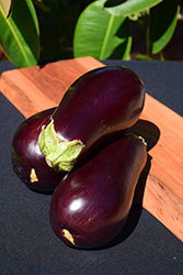 Eggplant (Solanum melongena) at Wiethop Greenhouses