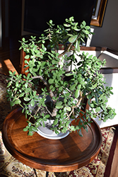 Jade Plant (Crassula ovata) at Wiethop Greenhouses