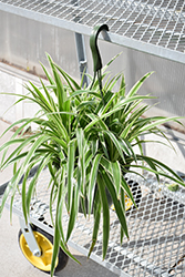 Variegated Spider Plant (Chlorophytum comosum 'Variegatum') at Wiethop Greenhouses