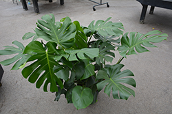 Monstera Deliciosa Plant (Monstera deliciosa) at Wiethop Greenhouses