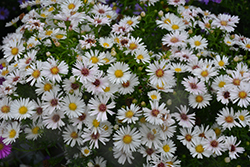 Puff White Aster (Symphyotrichum 'Puff White') at Wiethop Greenhouses