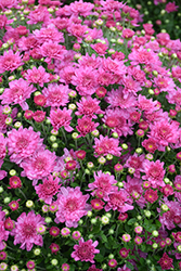 Fonti Dark Pink Chrysanthemum (Chrysanthemum 'Fonti Dark Pink') at Wiethop Greenhouses