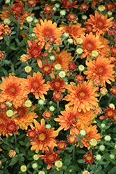 Arluno Orange Chrysanthemum (Chrysanthemum 'Arluno Orange') at Wiethop Greenhouses