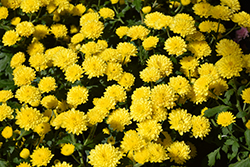 Jasoda Yellow Chrysanthemum (Chrysanthemum 'Jasoda Yellow') at Wiethop Greenhouses