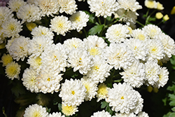 Jasoda White Chrysanthemum (Chrysanthemum 'Jasoda White') at Wiethop Greenhouses
