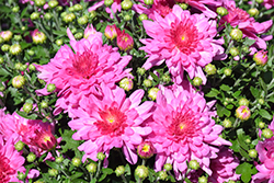 Fonti Dark Pink Chrysanthemum (Chrysanthemum 'Fonti Dark Pink') at Wiethop Greenhouses