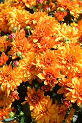 Mika Orange Chrysanthemum (Chrysanthemum 'Mika Orange') at Wiethop Greenhouses